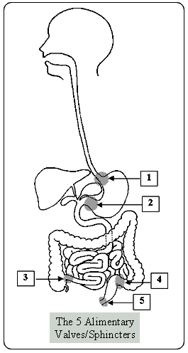 Anatomy of Shankaprakshalana